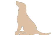 Luisterende hond bij Hondenconsulent Gelderland Image