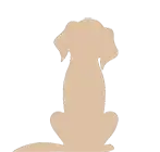 Afgerichte hond bij Hondenconsulent Gelderland Image